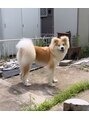 SallyEmiry北千住店【サリーエミリー】小顔コルギ/白玉肌管理/ハーブピーリング 秋田犬【あんちゃん】です！2歳になりようやく大人しい、、？