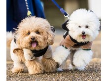 メル(mer.)の雰囲気（犬が2匹います。たまに鳴き声が聞こえてしまうかもしれません。）