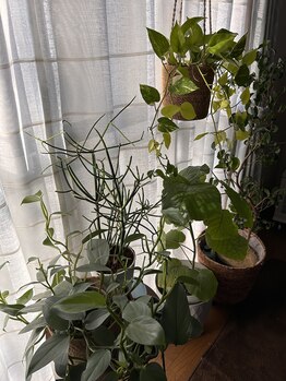 エーワキシング(A.Waxing)/緑がイキイキ♪