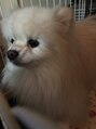 仙豆のちから 札幌大通店 いぬ大好きだけどアレルギー…親戚の家のかわいこちゃんです