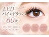 【平日限定】超お得!LEDバインドラッシュ60束♪6500円