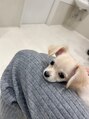 ミルク 希望ヶ丘(milk)&nbsp;チワックスを飼っています♪名前はuyuです！