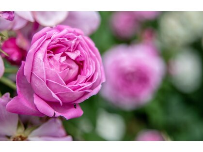 エムズブルー(M’s Blue)の写真