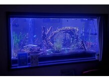 ノア(Noa)/サロン内で飼育している魚です♪