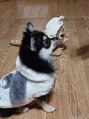 スリーピー(SLEEPY)&nbsp; 帰宅すると全力で迎えてくれる愛犬、我が家の癒し担当です！