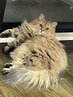 《猫ちゃん好き必見》猫を飼っている方 お好きなメニューから500円引き