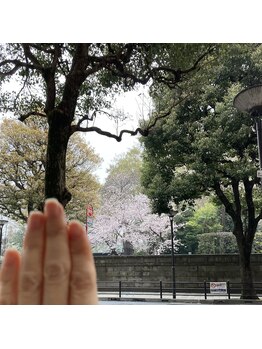 桃の木 吉祥寺店/お向かいの月窓寺の桜と手