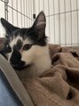タオドットネイル(TAO...nail) 最近猫をお迎えしました…ニノと申します。
