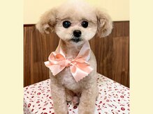 すこやかさん 中野の雰囲気（火曜日～金曜日は看板犬めんまが出勤いたします♪）