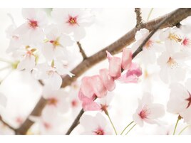 桜色♪ふんわりニュアンスネイル