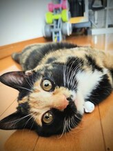 脱毛サロン リッカ(Lycka)&nbsp;おはぎ (猫)