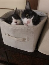 ソワンド ルバンシュ/我が家の猫☆千尋と琥珀。