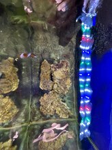 くまのみ整体院 天沼院/クマノミもいますよ！