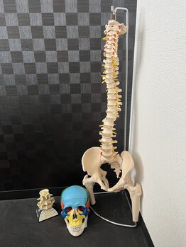整骨院トリデ(整骨院TORIDE)/骨模型