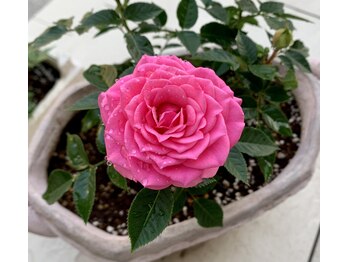 ピーエスエステ 富田林金剛店(PSエステ)/季節のお花