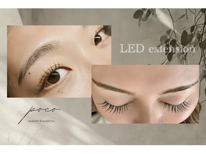 ポコ(poco)の写真