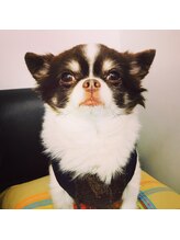 アイラッシュアンドネイル シエル(Ciel)/看板犬チャム