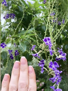 桃の木 吉祥寺店/自爪散歩 デュランタ宝塚