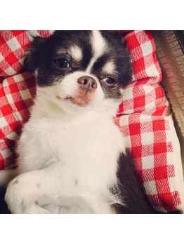 アイラッシュアンドネイル シエル(Ciel)/看板犬チャム