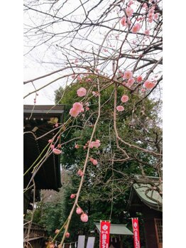 ミチ(Michi)/次は桜ですね♪