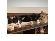 キミャク(kimyaku)の雰囲気（猫飼いの自宅サロンにつき、アレルギーの方はごめんなさい！）