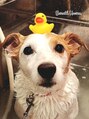 ディオネ 愛犬のジャックです!エステにハマリ中炭酸スパ大好きです☆