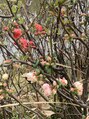 ネイルデュース いつものウォーキングコース、大仙公園に咲いていた春の花。