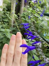 桃の木 吉祥寺店/自爪散歩　メドーセージ