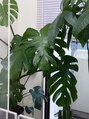 ホランイネイル(HORANGI NAIL) 観葉植物にはまってます！新しい植物を増やしたいと考え中です！