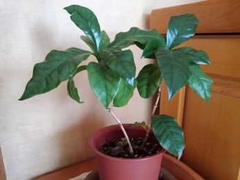 癒しのサロン/玄関の花（2018年６月～）