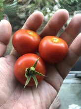 にしざわ整体院/2022年の夏野菜収穫