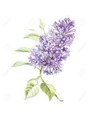 リラ(Lilas)/Lilas