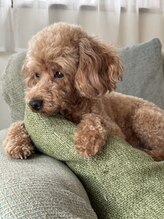 ケン指圧治療院(KEN指圧治療院)/トイプ