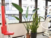 ホグレルスペース 本町店/観葉植物も元気♪