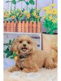 プラスネイル 池袋西口店(PLUS NAIL) 愛犬のボルくん♪