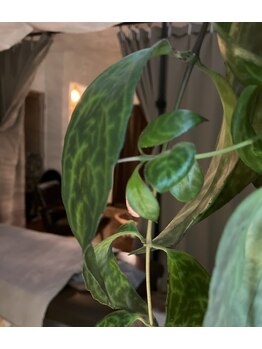 サロン チュンパカ(Salon Cempaka)/サロンの植物