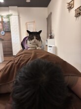 リラクゼーションスポットハンズ(Relaxation spot HanD's)/猫湯たんぽ