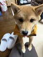 リバース 大阪店(Rebirth)&nbsp;実家の愛犬です☆あざと可愛いです(笑)！良く噛まれます(笑)