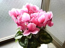 癒しのサロン/部屋の前の花(2019年１２月～)