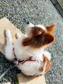 リュクゼール(Luxelle)&nbsp;実家でパピヨン飼ってます♪
