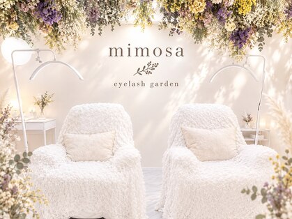 ミモザ(MIMOSA)の写真