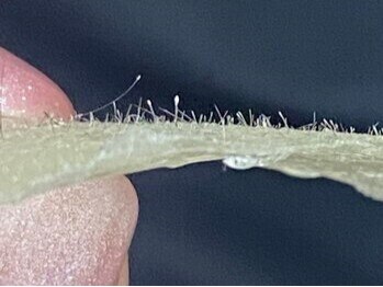 レイラ 四条烏丸(Rayla)/フェイシャルワックス/お顔WAX