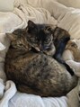 ティースリー(T3) 保護猫2匹と過ごす時間が心の癒し!【ひらめ&あさり】