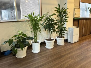 手もみ処 爽やか/落ち着いた店内