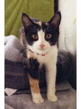 リナロール(Linalool)&nbsp;ポポ ちゃん