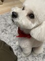 ナナイロ(nana-iro.) トイプードルを飼ってます！5歳になりました！