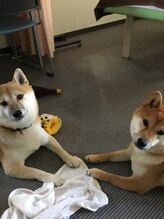 うれしい整骨院/小梅&つばき♪