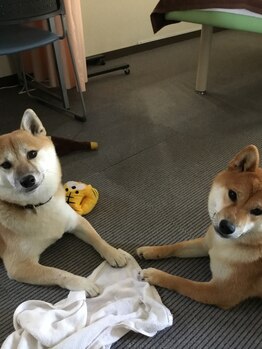 うれしい整骨院/小梅&つばき♪