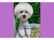 シルクハンドの雰囲気（ペット同伴OK◎看板犬のノア君がお出迎えします♪）