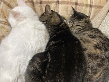 ソワンド ルバンシュ/我が家の猫、猫あるある☆